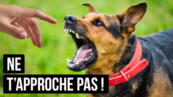 Ne t’Approche pas d’un Chien qui Porte un Collier Rouge