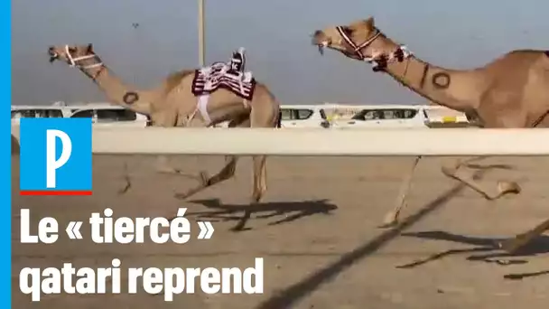 Coronavirus : Les courses de chameaux reprennent au Qatar