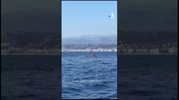 Un cachalot filmé au large de Nice