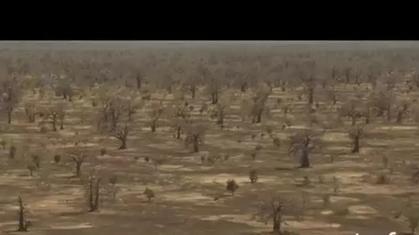 Mali : forêt de baobabs