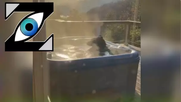 [Zap Net] Un ours squatte un jacuzzi ! (26/03/21)