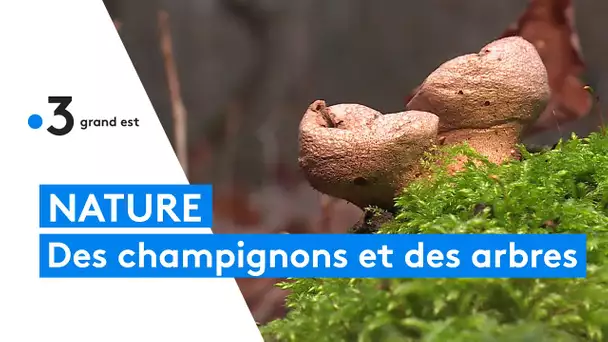 Tout sur la symbiose entre les arbres et les champignons