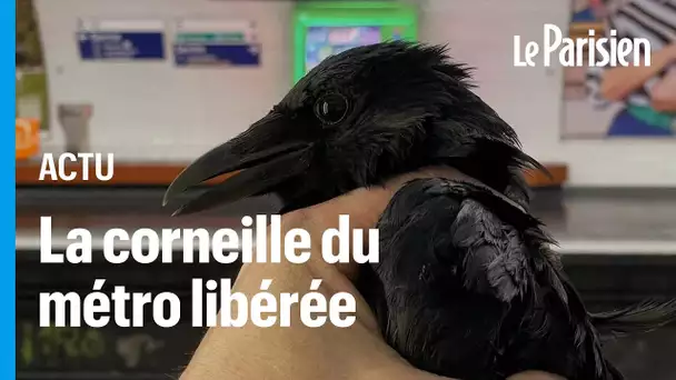 Paris : la corneille restée coincée 3 mois dans le métro a enfin été libérée