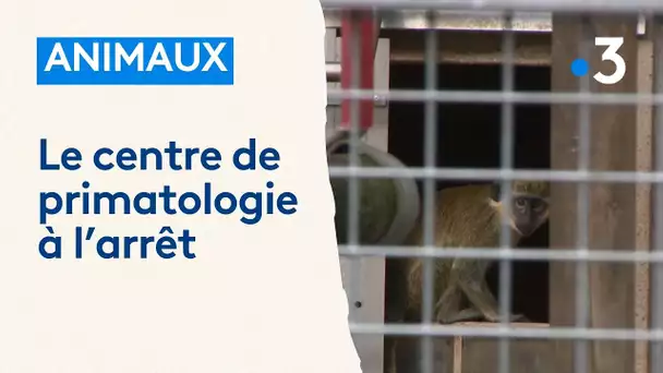 Le centre de primatologie de Niederhausbergen n'a plus l'agrément pour continuer ses recherches