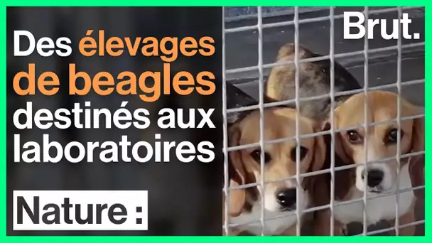 En France, des élevages de chiens beagles destinés aux laboratoires