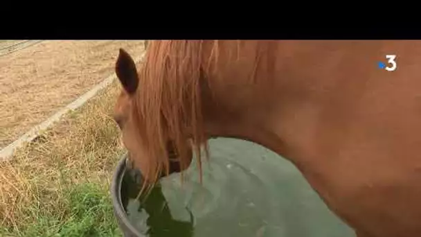 Comment protéger vos animaux de la chaleur ?