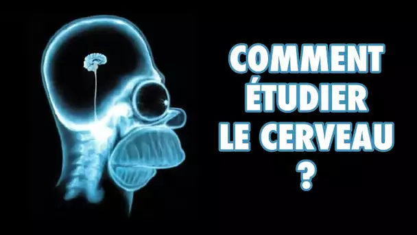 Comment étudie-t-on le cerveau ? - L'Esprit Sorcier