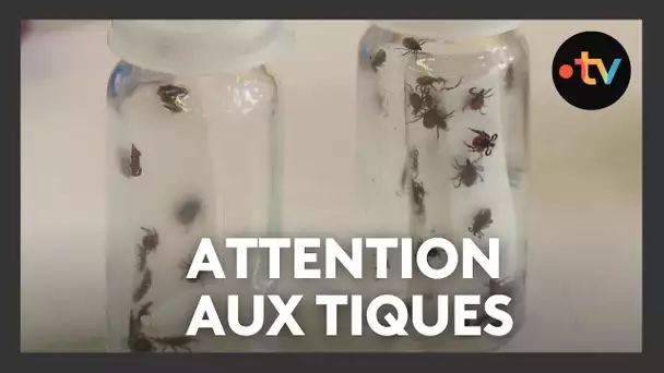 Tiques : attention à la méningo-encéphalite