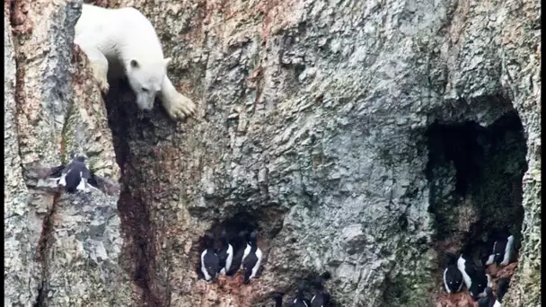 Un ours polaire affamé risque sa vie ! - ZAPPING SAUVAGE