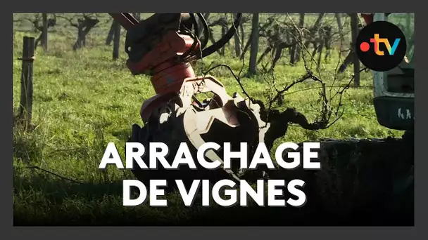 Viticulture : les arrachages de vignes commencent dans le bergeracois