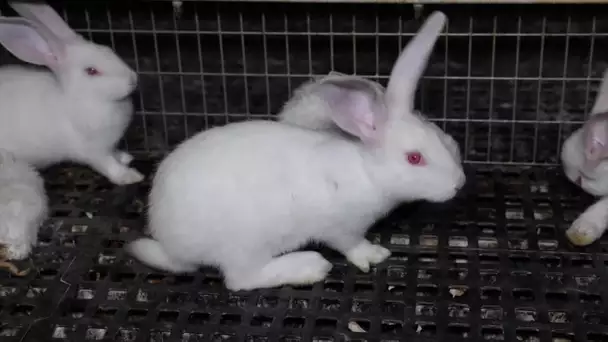 La filière "bien-être" de l’élevage de lapins accusée de maltraitances