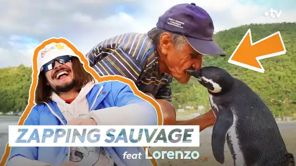 Ce manchot est plus fidèle que Lorenzo ! - ZAPPING SAUVAGE