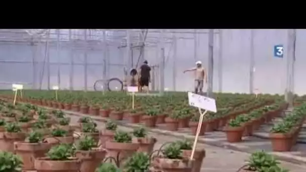 Production horticole et canicule