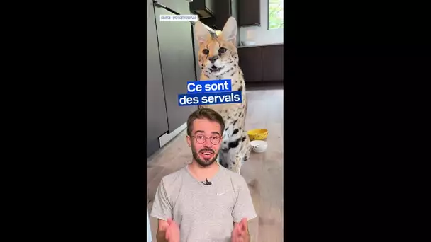 Le trafic de servals s'amplifie en France à cause des réseaux sociaux