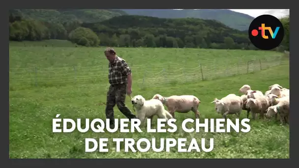 Sensibilisation au chien de troupeau : le patou