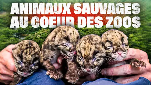 Animaux sauvages, plongée au coeur des zoos