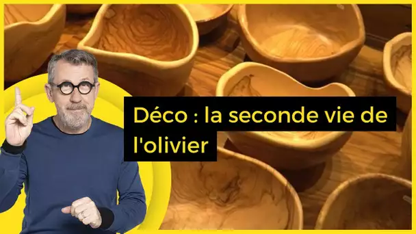 Déco : la seconde vie de l'olivier - C Jamy