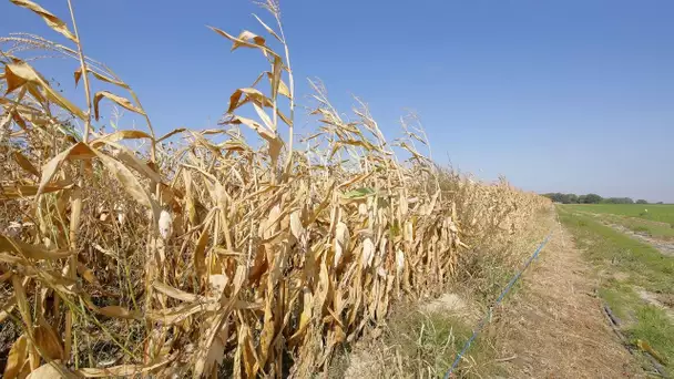 Changement climatique : quelles semences pourront être produites sur le sol français en 2050 ?