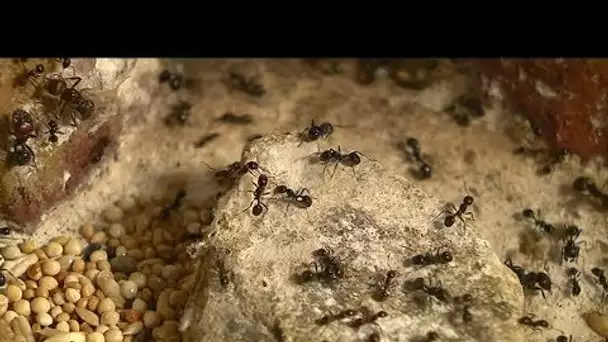 Orléans : des fourmis au muséum d’Orléans