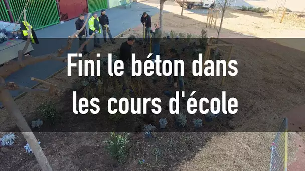 Quand le bitume laisse la place aux végétaux, la cour d'école change de dimension