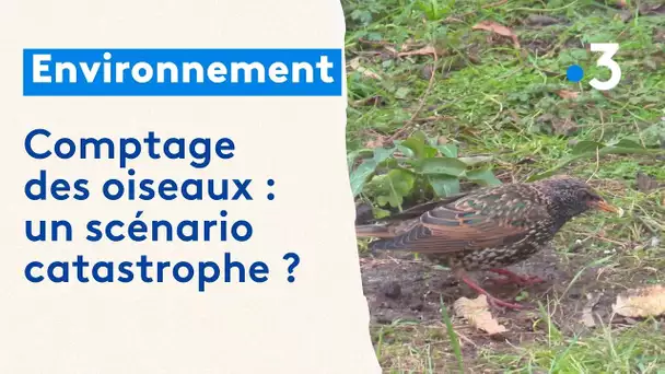 Comptage des oiseaux : toutes les espèces disparaissent-elles de nos jardins ?