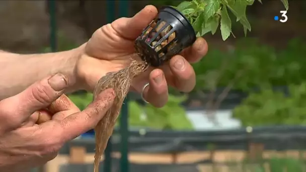 L&#039; aquaponie : faire pousser des légumes grâce à des poissons en Creuse