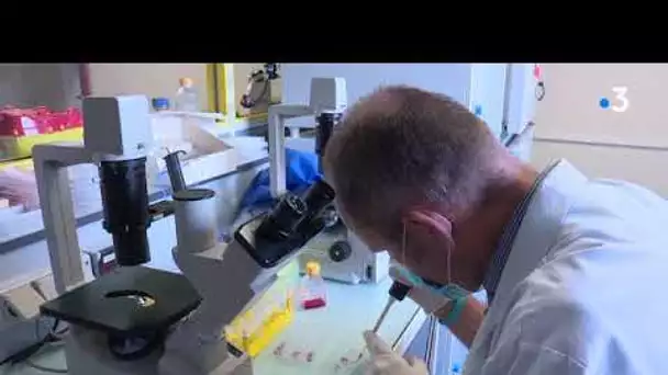 Coronavirus : le laboratoire nantais Xenothera prêt pour les essais cliniques de son traitement