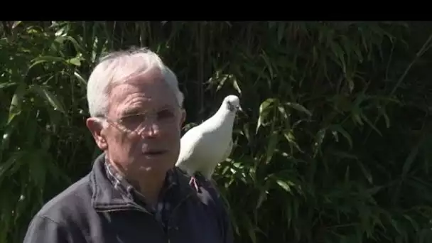 La belle complicité entre un Breton et son pigeon, l'histoire insolite de Xavier et Blanchon