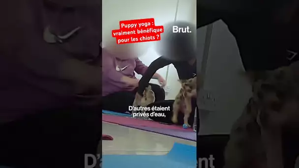 Puppy yoga : vraiment bénéfique pour les chiots ?