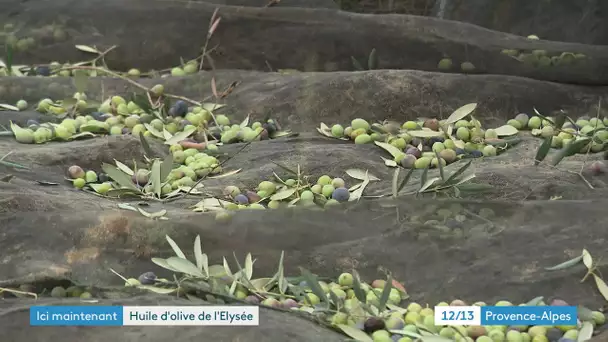 Découvrons à Cadenet, dans le Vaucluse, la fabrication d’huiles d'olives d’exception