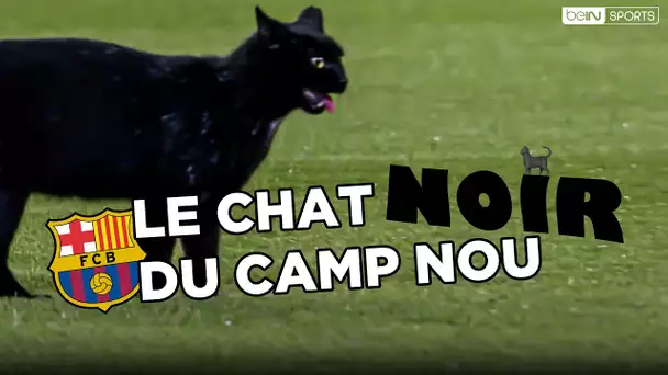😹 Ce chat s'invite sur la pelouse en plein match du Barça !