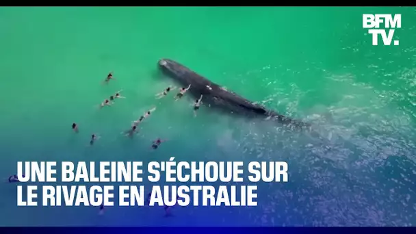 En Australie, une baleine de 15 mètres s'échoue sur le rivage