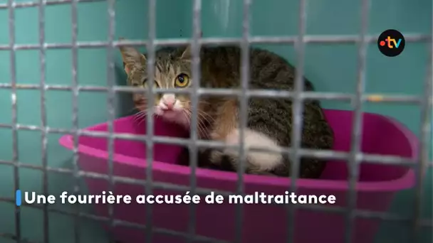 Une fourrière accusée de maltraitance
