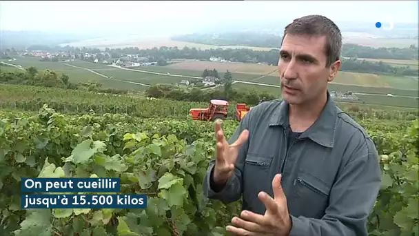 Les vendanges précoces de champagne : on récolte déjà