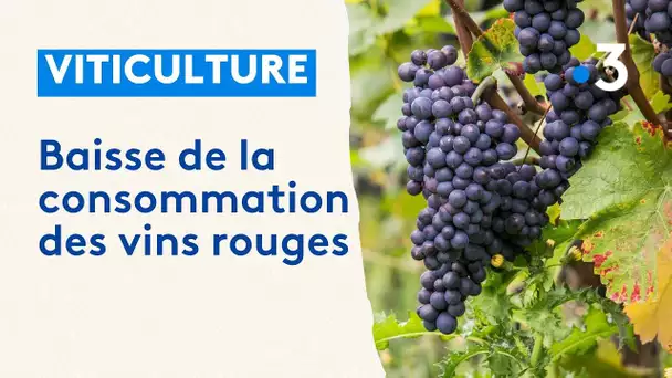 La viticulture face à la baisse de consommation des vins rouge