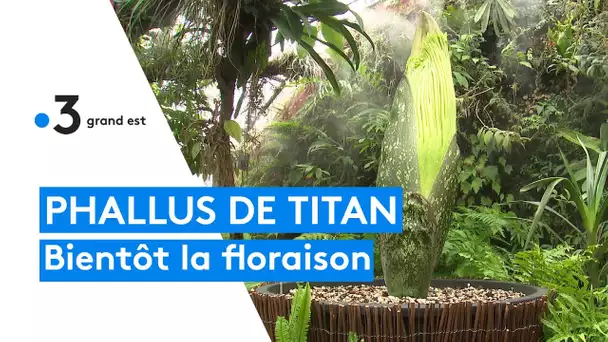 "Phallus de Titan" : la plus grande plante au monde va bientôt éclore en Lorraine