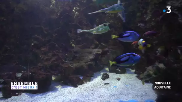 L’Aquarium du Limousin : un refuge pour animaux aquatiques