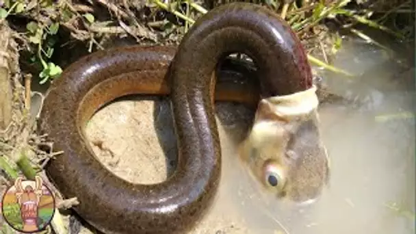 Ces Animaux Ont Des Comportements étranges Que Vous N’Aurez Pas Cru Si C’était Pas Filmé !