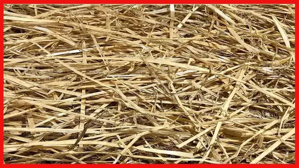 AA Plus Shop 100% Natural Wheat Straw Grass, Animal Bedding and Farm Wheat Straw (4LB)