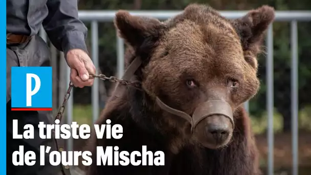 Montreurs d'ours : les associations veulent sauver Mischa