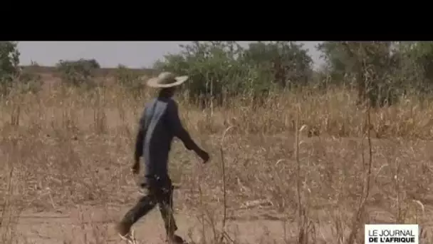 Crise alimentaire au Niger : des plantations entières détruites par la sécheresse • FRANCE 24