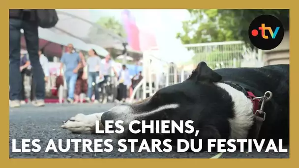 #Cannes2025. Les chiens, les autres stars du festival