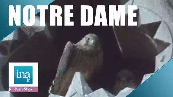 Les faucons de Notre Dame de Paris | Archive INA