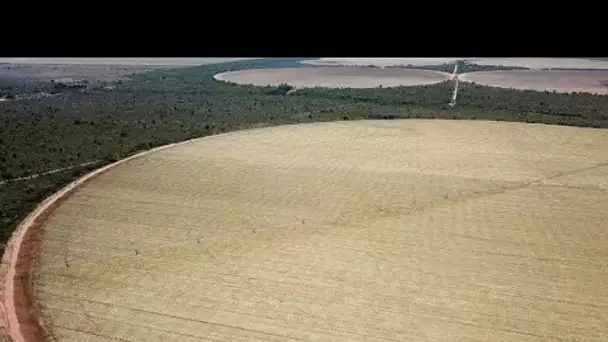 Au Brésil, l’agrobusiness dévore les savanes du "Cerrado"
