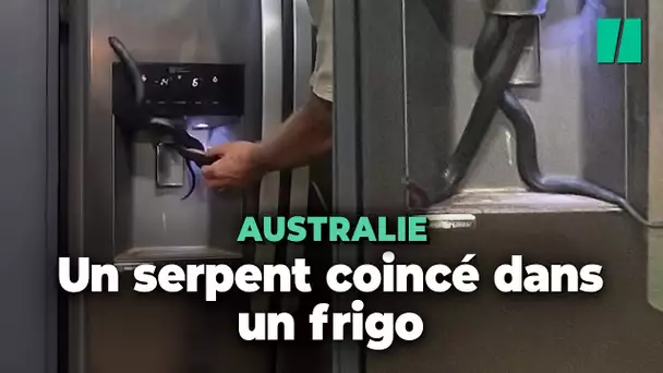 Australie : ce réfrigérateur cachait une surprise effrayante