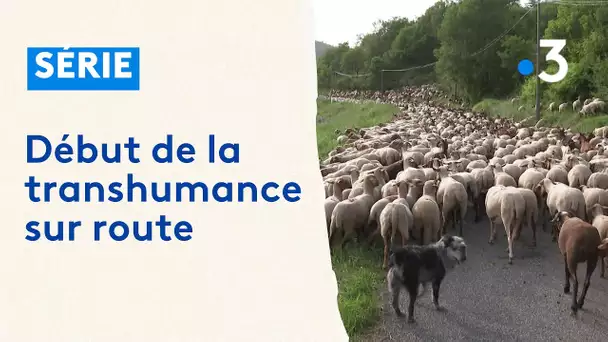 Départ de la transhumance sur les routes du Mercantour depuis Caussols