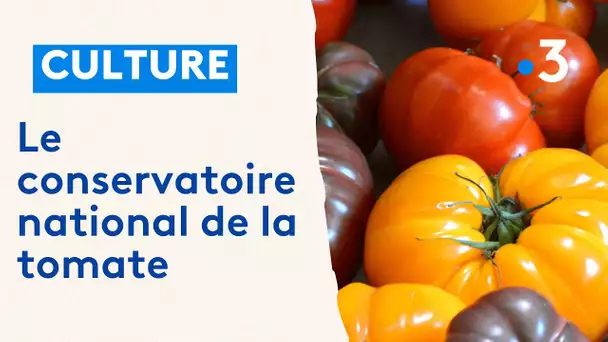 Indre-et-Loire : le conservatoire national de la tomate