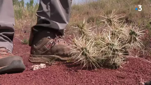 Hérault : invasion de cactus mexicains au Lac du Salagou, attention çà pique !