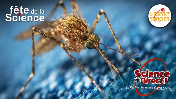 Les moustiques sont-ils les futurs maîtres du monde ? - Science En Direct 2022