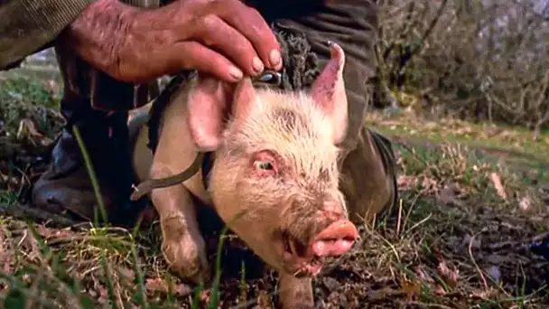 Eleveur de cochons truffiers - Les Seigneurs des Animaux